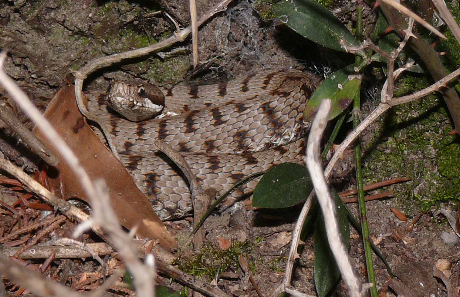 Aspide (Vipera aspis francisciredi)